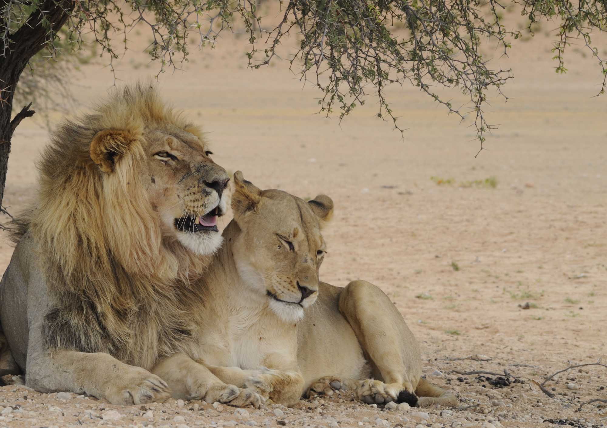 Lions in the Kalahari desert.