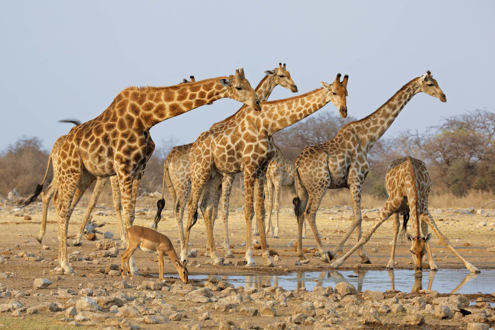 Giraffe herd at Etosha National Park.