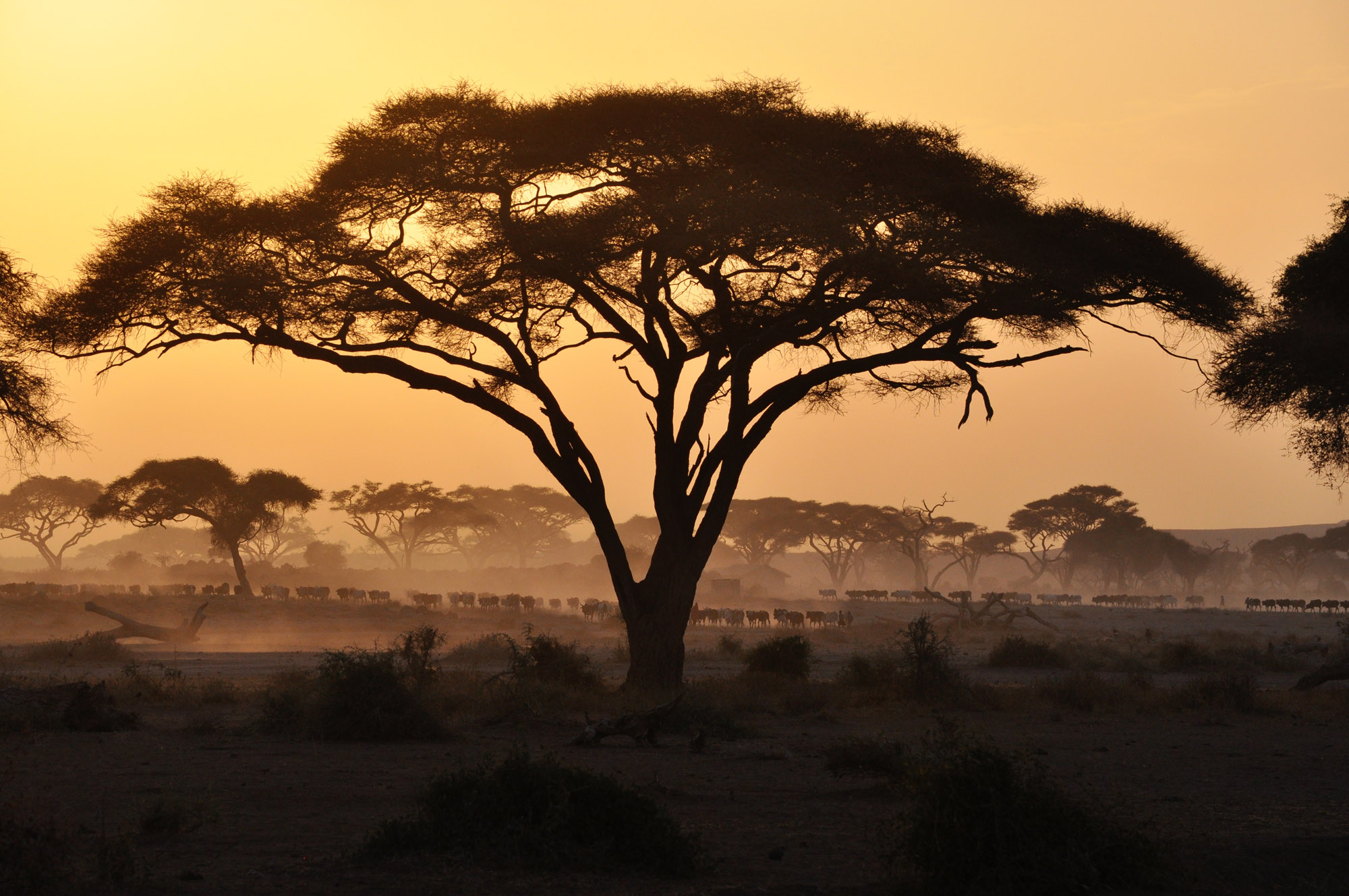 An acacia tree in the middle of masai mara.